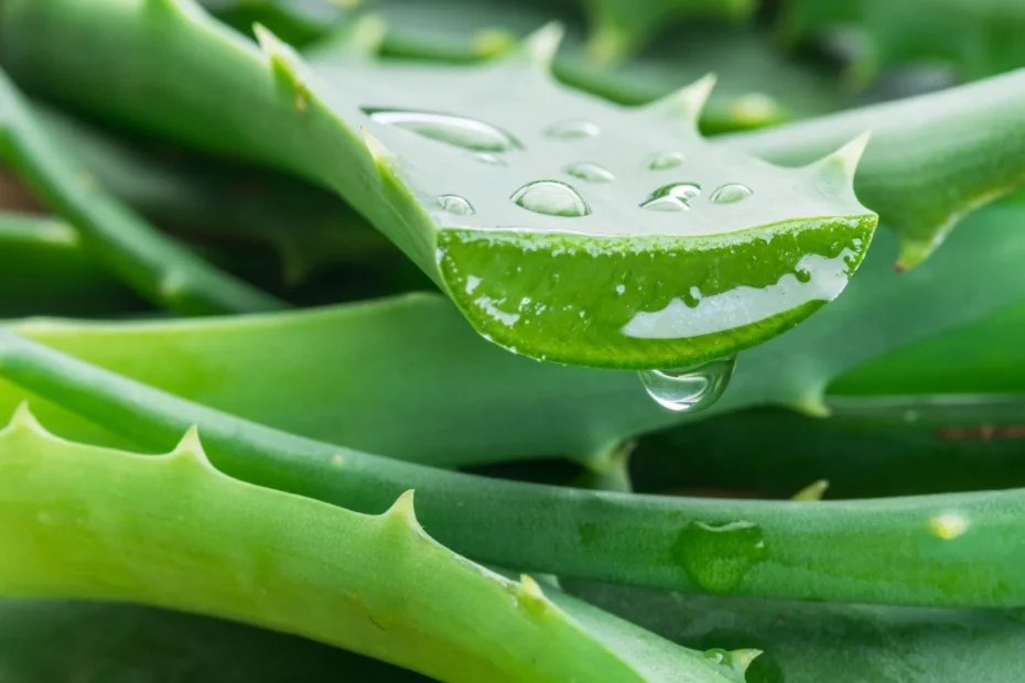 Aloe vera remède intemporel