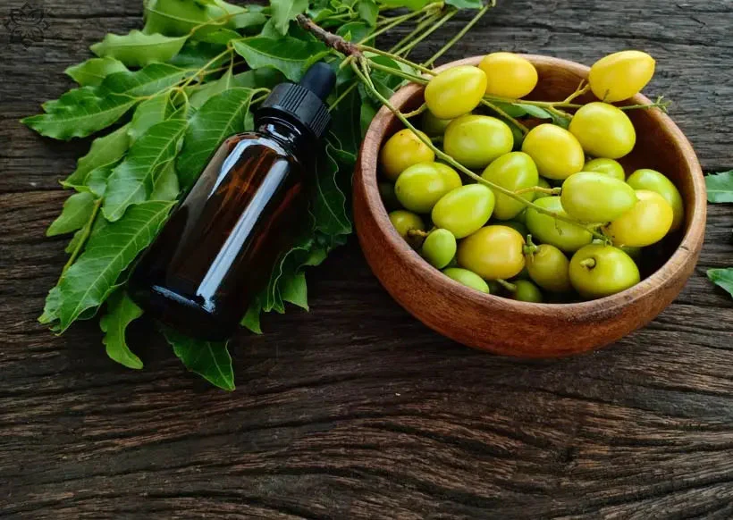 Neem A Medicinal Treasure