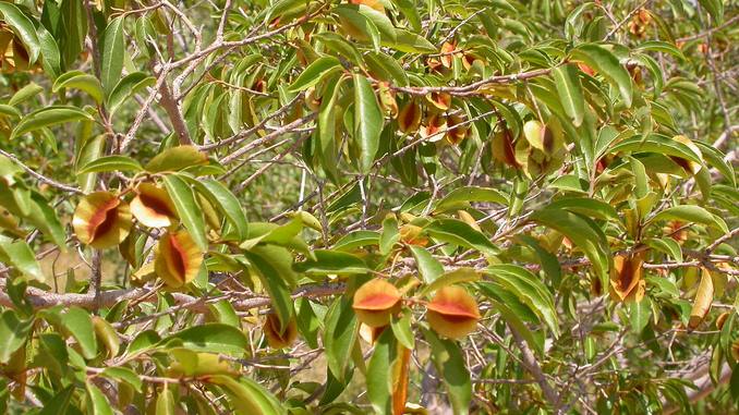 Le Kinkeliba la tisane du Sahel aux mille vertus