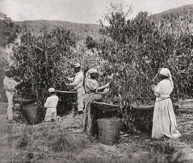L’esclavage au Brésil des chaînes aux révoltes